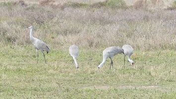 Video: Sandhill Cranes